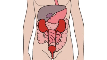 泌尿器系