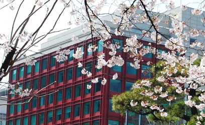 イタリア文化会館ビルと桜